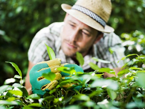 Payment and invoice discussion for landscaping services